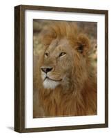 Majestic Lion Full Bleed-Martin Fowkes-Framed Giclee Print