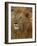 Majestic Lion Full Bleed-Martin Fowkes-Framed Giclee Print