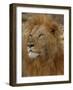 Majestic Lion Full Bleed-Martin Fowkes-Framed Giclee Print