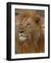 Majestic Lion Full Bleed-Martin Fowkes-Framed Giclee Print