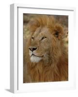 Majestic Lion Full Bleed-Martin Fowkes-Framed Giclee Print