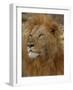 Majestic Lion Full Bleed-Martin Fowkes-Framed Giclee Print