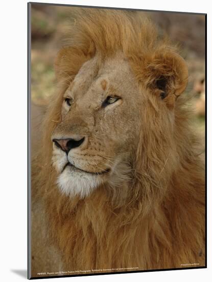 Majestic Lion Full Bleed-Martin Fowkes-Mounted Giclee Print