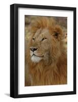 Majestic Lion-Martin Fowkes-Framed Giclee Print