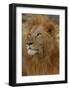 Majestic Lion-Martin Fowkes-Framed Giclee Print