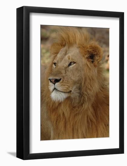 Majestic Lion-Martin Fowkes-Framed Giclee Print
