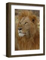 Majestic Lion-Martin Fowkes-Framed Giclee Print