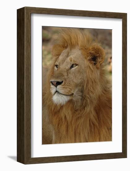 Majestic Lion-Martin Fowkes-Framed Giclee Print