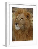 Majestic Lion-Martin Fowkes-Framed Giclee Print