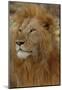 Majestic Lion-Martin Fowkes-Mounted Giclee Print