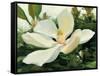 Majestic Magnolia-Julia Purinton-Framed Stretched Canvas