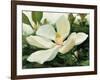 Majestic Magnolia-Julia Purinton-Framed Art Print