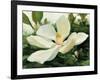 Majestic Magnolia-Julia Purinton-Framed Art Print