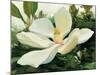 Majestic Magnolia-Julia Purinton-Mounted Art Print