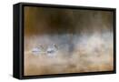 Framed Canvas