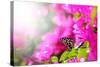 Majestic Morning Scene With Butterfly Feeding On Nectar Of A Bouganvillea Flower With Sunrays-smarnad-Stretched Canvas