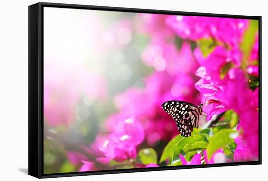 Majestic Morning Scene With Butterfly Feeding On Nectar Of A Bouganvillea Flower With Sunrays-smarnad-Framed Stretched Canvas