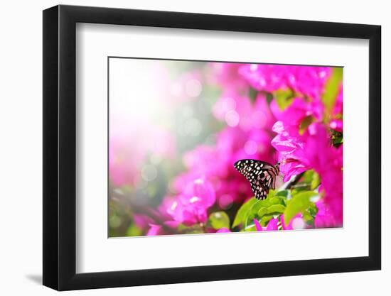 Majestic Morning Scene With Butterfly Feeding On Nectar Of A Bouganvillea Flower With Sunrays-smarnad-Framed Photographic Print