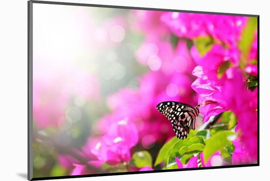 Majestic Morning Scene With Butterfly Feeding On Nectar Of A Bouganvillea Flower With Sunrays-smarnad-Mounted Photographic Print