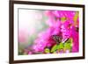 Majestic Morning Scene With Butterfly Feeding On Nectar Of A Bouganvillea Flower With Sunrays-smarnad-Framed Photographic Print