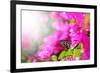 Majestic Morning Scene With Butterfly Feeding On Nectar Of A Bouganvillea Flower With Sunrays-smarnad-Framed Photographic Print