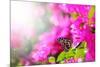 Majestic Morning Scene With Butterfly Feeding On Nectar Of A Bouganvillea Flower With Sunrays-smarnad-Mounted Photographic Print