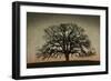 Majestic Oak-David Winston-Framed Art Print