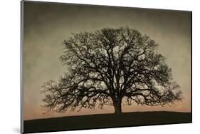 Majestic Oak-David Winston-Mounted Art Print