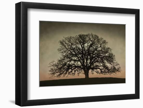 Majestic Oak-David Lorenz Winston-Framed Art Print