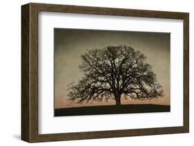 Majestic Oak-David Lorenz Winston-Framed Art Print