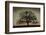 Majestic Oak-David Lorenz Winston-Framed Art Print