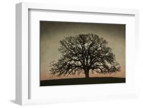 Majestic Oak-David Lorenz Winston-Framed Art Print