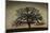 Majestic Oak-David Lorenz Winston-Mounted Art Print