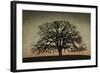 Majestic Oak-David Lorenz Winston-Framed Art Print