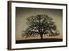 Majestic Oak-David Lorenz Winston-Framed Art Print