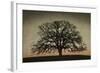 Majestic Oak-David Lorenz Winston-Framed Art Print