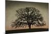 Majestic Oak-David Lorenz Winston-Mounted Art Print