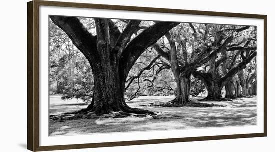 Majestic Oaks I-Jeff Maihara-Framed Giclee Print