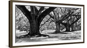 Majestic Oaks I-Jeff Maihara-Framed Giclee Print