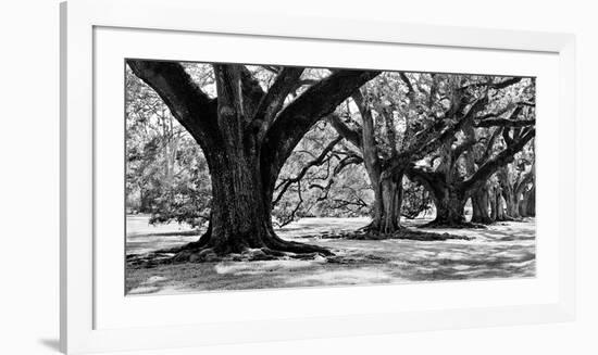 Majestic Oaks I-Jeff Maihara-Framed Giclee Print