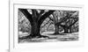 Majestic Oaks I-Jeff Maihara-Framed Giclee Print