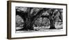 Majestic Oaks II-Jeff Maihara-Framed Giclee Print