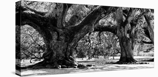 Majestic Oaks II-Jeff Maihara-Stretched Canvas