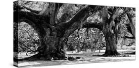 Majestic Oaks II-Jeff Maihara-Stretched Canvas