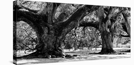 Majestic Oaks II-Jeff Maihara-Stretched Canvas