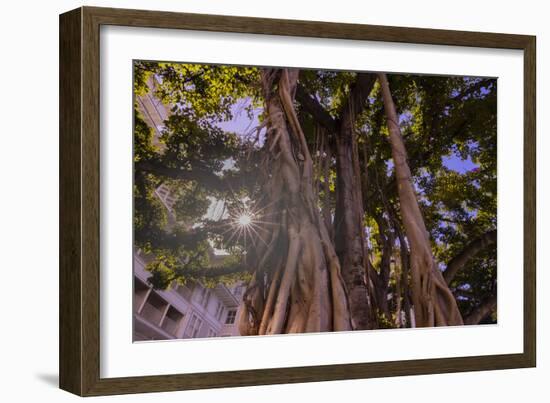 Majestic old Banyan tree with sunstar. Waikiki, Oahu, Hawaii.-Tom Norring-Framed Photographic Print