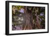 Majestic old Banyan tree with sunstar. Waikiki, Oahu, Hawaii.-Tom Norring-Framed Photographic Print