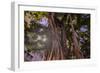 Majestic old Banyan tree with sunstar. Waikiki, Oahu, Hawaii.-Tom Norring-Framed Photographic Print