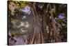 Majestic old Banyan tree with sunstar. Waikiki, Oahu, Hawaii.-Tom Norring-Stretched Canvas