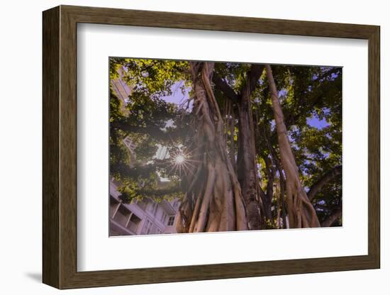 Majestic old Banyan tree with sunstar. Waikiki, Oahu, Hawaii.-Tom Norring-Framed Photographic Print